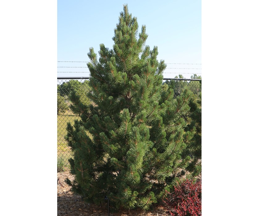 Tannenbaum Mugo Pine